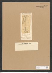 Surirella pulchra Lend. (de-Toni-Nr.: Genus 53, Species 2292) Zeichnungen Sammlung Grunow Nr. 4739 (NHMW-BOT-W0372845)